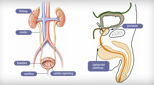 Urology